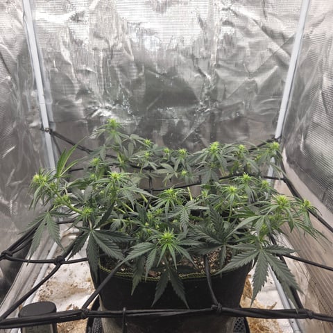 Purple Haze Auto — flower, day 43