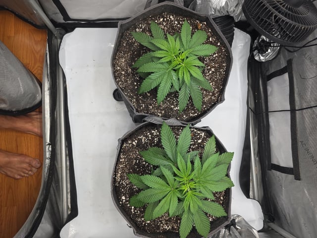 Strawberry Sugar  — vegetative, day 32