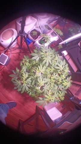 FKAFL — vegetative, day 88