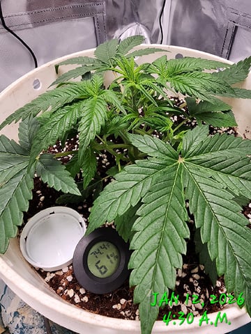 Dos Si Dos. Indica — vegetative, day 18