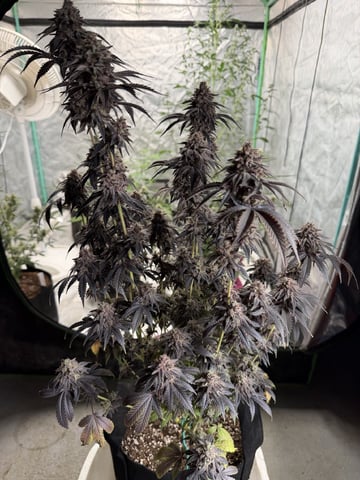  Trying to go big — flower, day 161