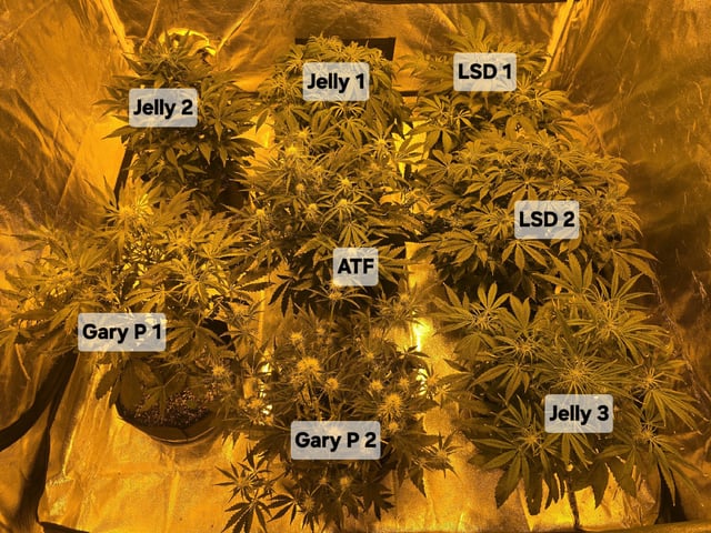 Autos AGAIN