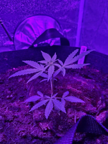 1st Ever Grow — vegetative, day 44