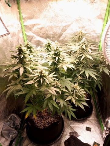 Pineapple Chunk/Runtz