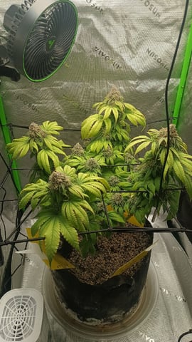 Critical Purple Kush — flower, day 138