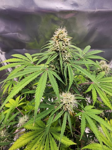 Dos Si Dos. Indica — flower, day 57