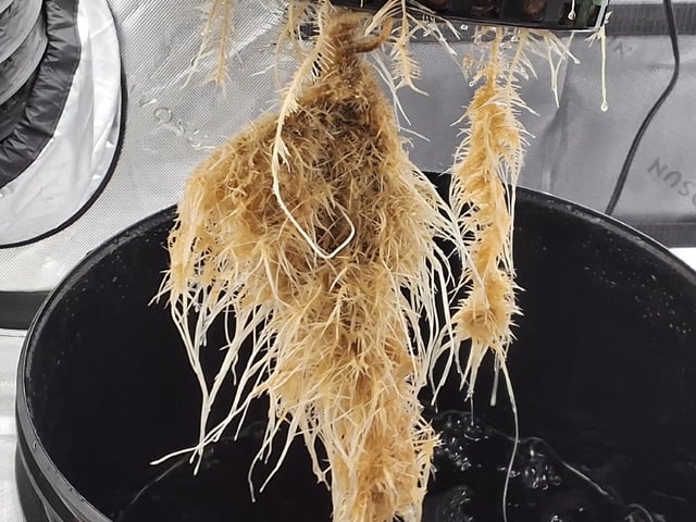 STELLA — vegetative, day 54