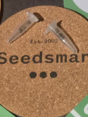 Critical Purple Kush — germination, day 4