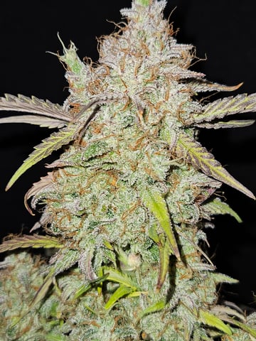 Mimosa Bruce Banner XL — harvest, day 84