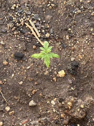 2 Auto 1 Mystery Photo — vegetative, day 41