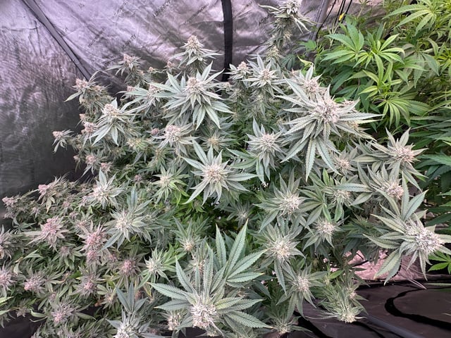 Black Runtz #1 — flower, day 1