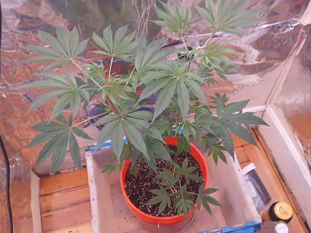 triangle kush  — vegetative, day 25