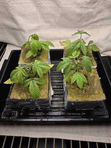 Dr. Sleep — seedling_rooting, day 54