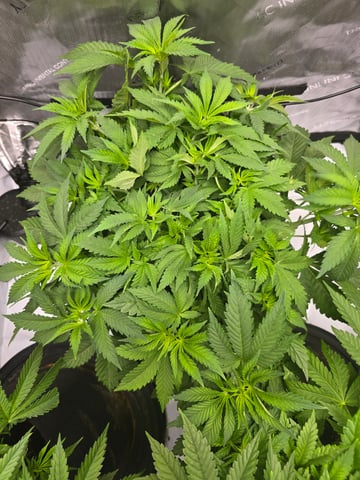 Purple Haze  — vegetative, day 30
