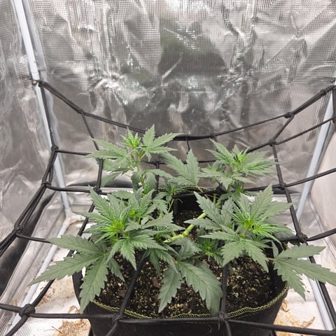 Purple Haze Auto — vegetative, day 34