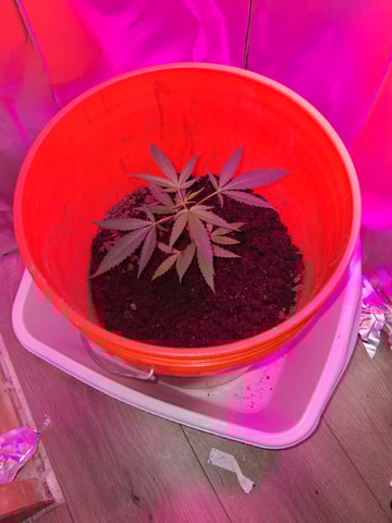 first grow  — vegetative, day 13