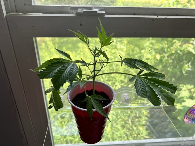 White Widow Auto — vegetative, day 17
