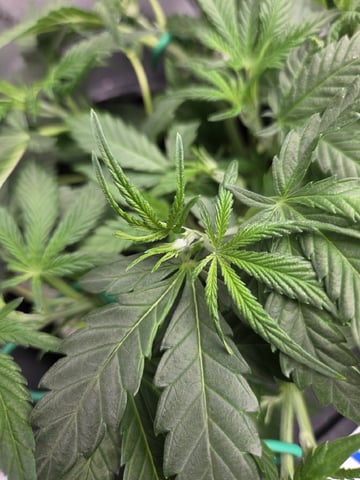 Northern Lights / Banana Kush — flower, day 38