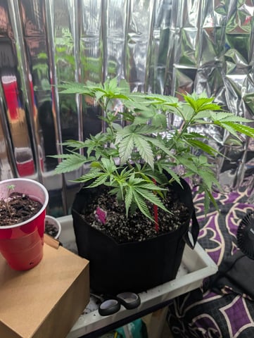 B E A utiful  — vegetative, day 45