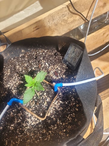Clones And Hermie Seeds — vegetative, day 14