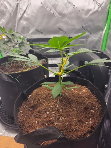 GG #4 — vegetative, day 17