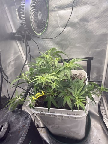 Key Lime Pie — vegetative, day 29