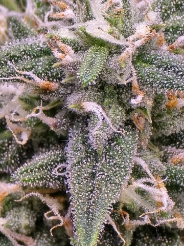 blue dream auto — flower, day 61