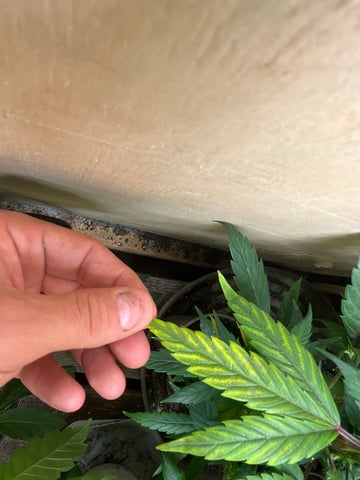 Cherry Pie clones (2nd run) — vegetative, day 76