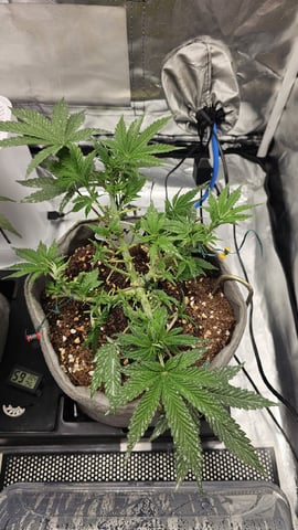 Jelousy Fast(Photo) & Ultra Voilet (Auto) — vegetative, day 5
