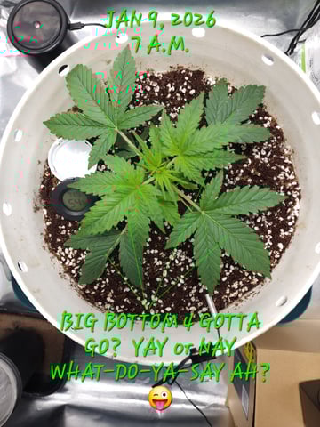 Dos Si Dos. Indica — vegetative, day 15