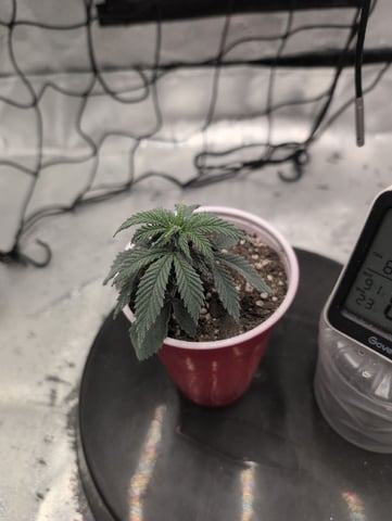 Girl Scout Cookies — vegetative, day 26