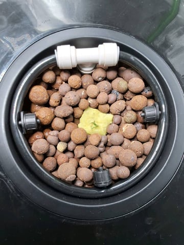 BABY SISTER — seedling_rooting, day 5