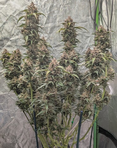 Mixed Grow — flower, day 85