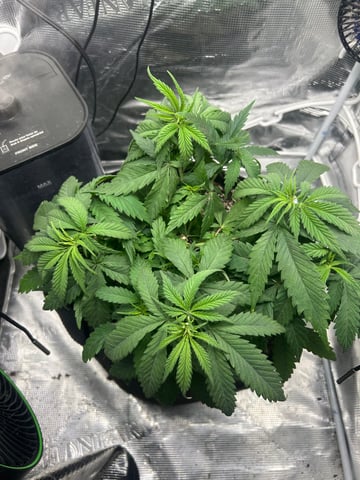 2nd Run — vegetative, day 51