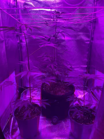 First attempt grow 😶‍🌫️ — vegetative, day 52