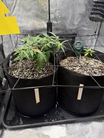 Gorilla Cookies — 1st Grow — flower, day 53