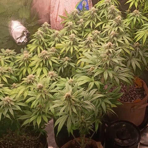 TentPlantLightFan — flower, day 104
