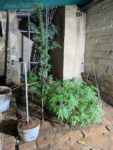 fuzzy skunk — auto, day 3