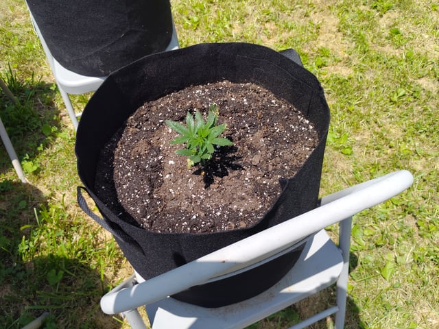 Outdoor Grow 1 — vegetative, day 5