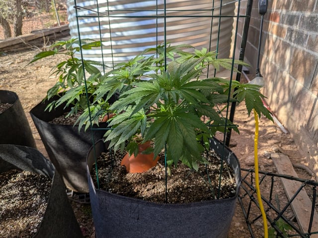 October Start — flower, day 69