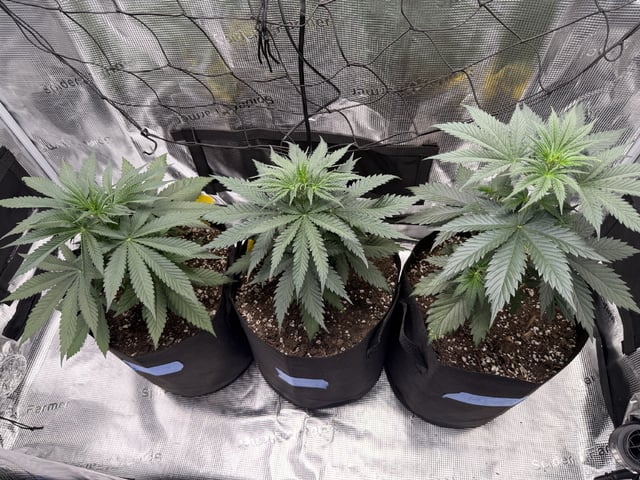 My First Grow — vegetative, day 32