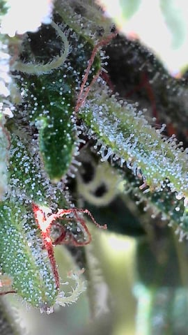 Outdoor Grow  — flower, day 18