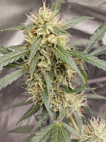black gorilla feminized — flower, day 19
