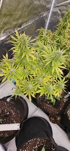 Blueberry  — flower, day 83