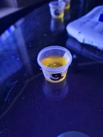 Neustart  — germination, day 2