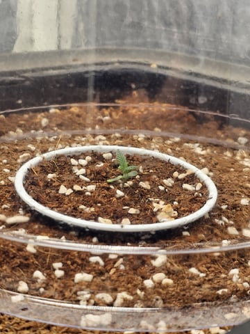 Bruce Banner — seedling_rooting, day 98