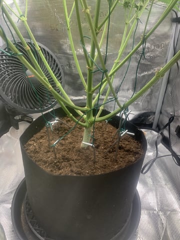 Blackberry Moonrocks (First Grow) — flower, day 39