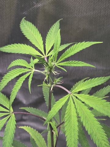 new start — flower, day 103