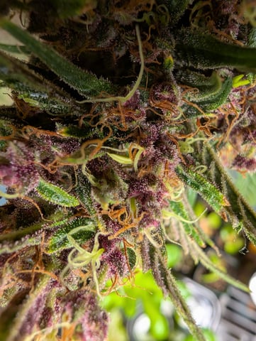 flipped to flower — flower, day 48