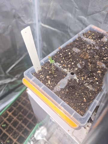 Blackberry Punch — germination, day 2